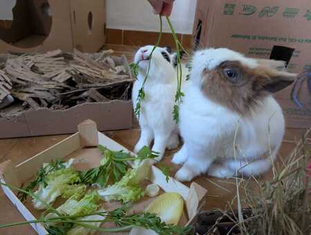 Adopter Liliane et José