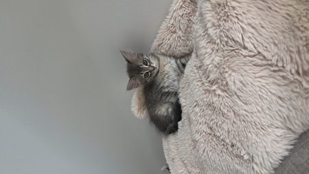 Adopter Brandy