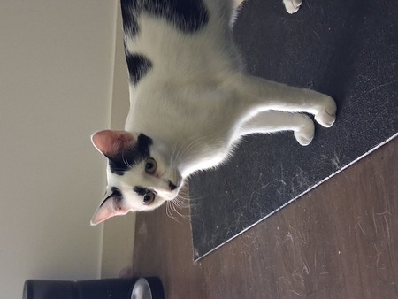 Adopter Ayo