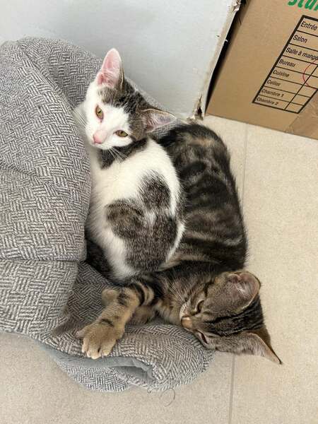 Adopter Ptiboudchat 