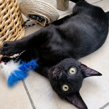 Adopter MINUIT