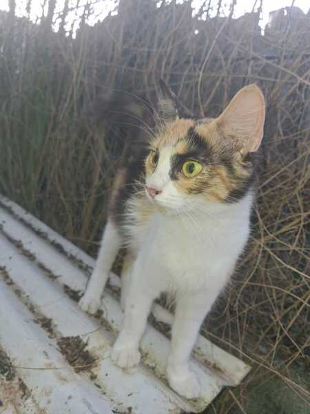 Adopter Amina