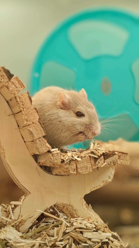 Adopter Bilbo