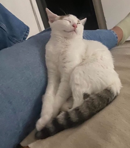 Adopter Kusmi 
