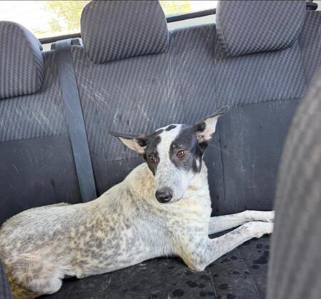 Adopter Milka 