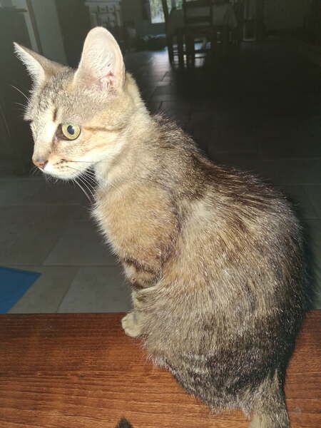 Adopter BELLAIA