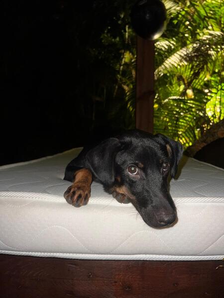 Adopter Manea