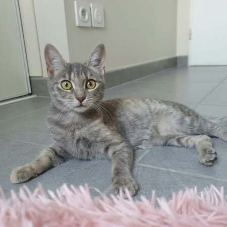 Adopter Pomponette