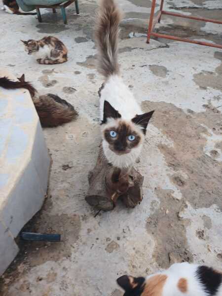Adopter Frankie 
