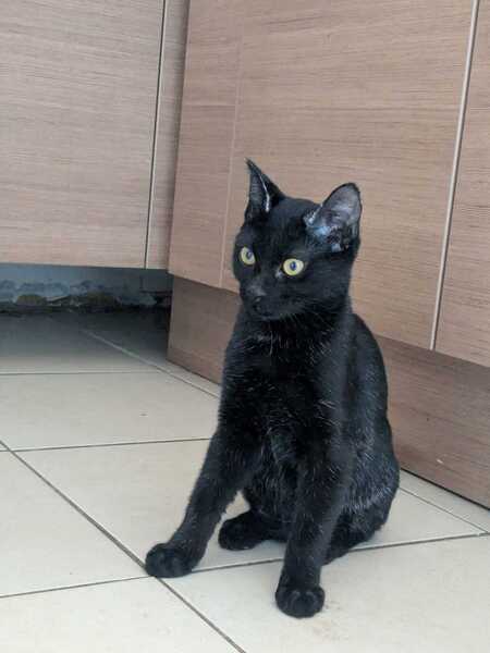 Adopter Maxou