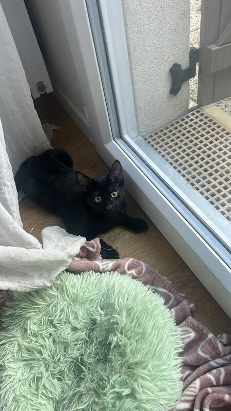 Adopter Mouwnny 