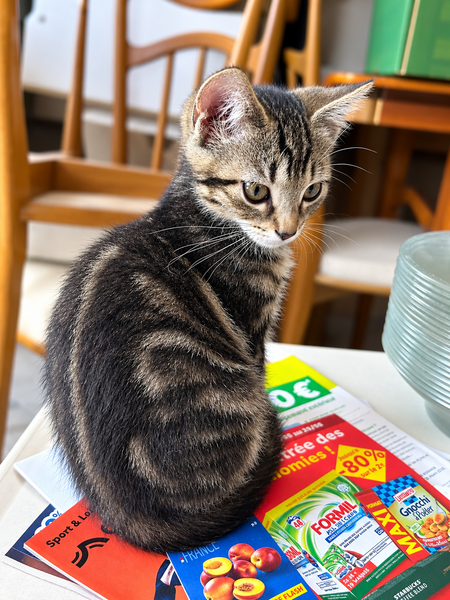 Adopter TIGRESSE