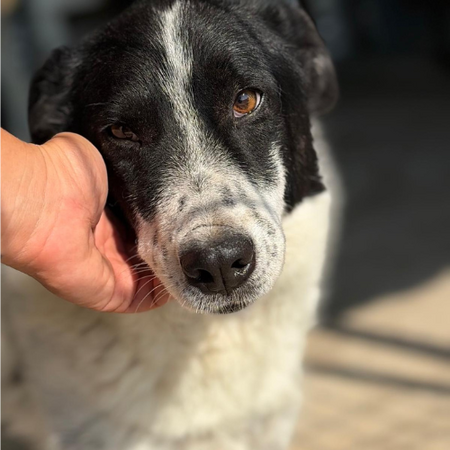 Adopter MARINA