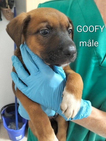 Adopter Goofy