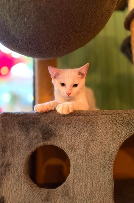 Adopter Olaf