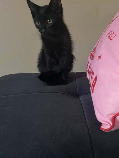 Adopter BLACKY