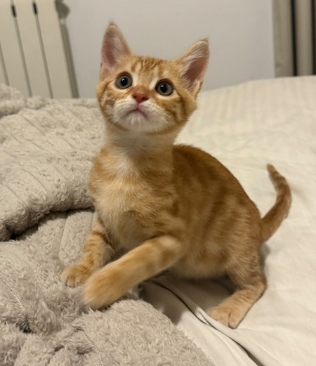 Adopter Léo