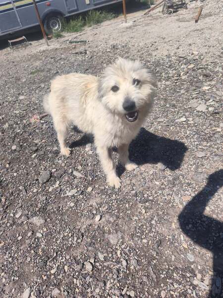 Adopter kiki