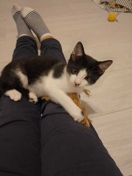 Adopter Leo