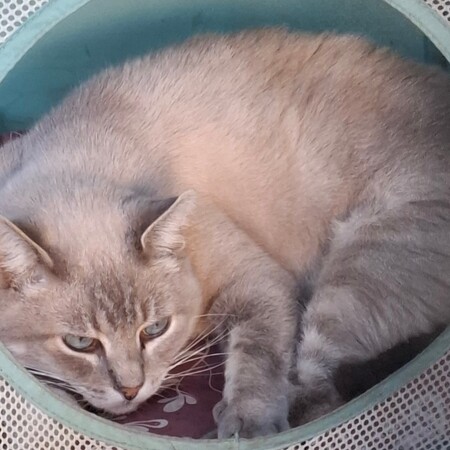 Adopter BIBOU