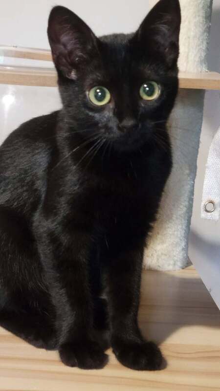 Adopter Lumo