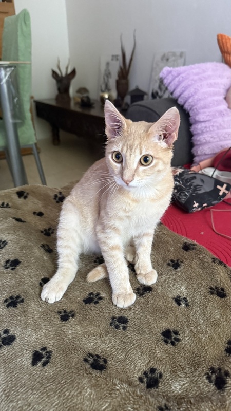 Adopter Maïqui