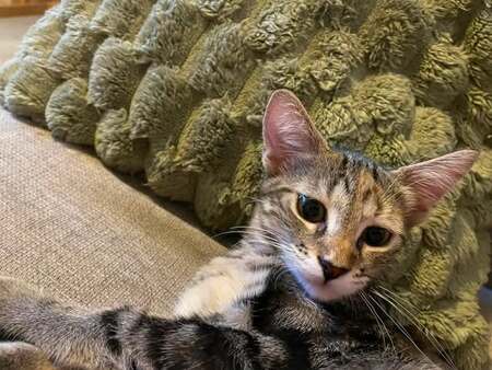 Adopter Perle
