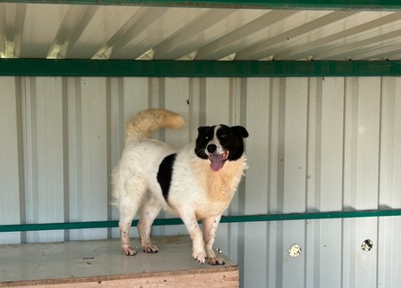 Adopter Didi