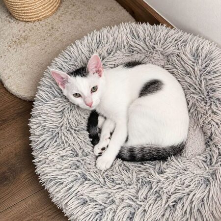Adopter Domino 