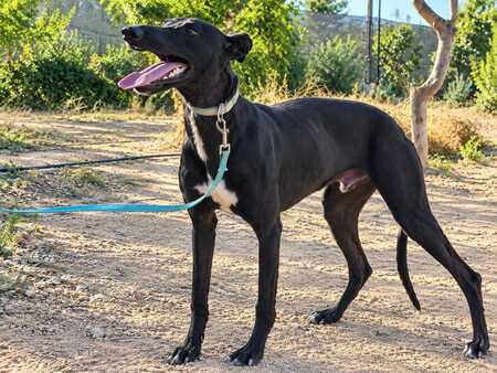 Adopter Ciclon