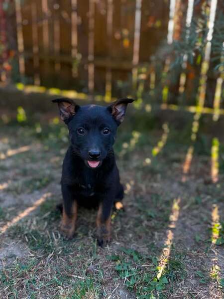Adopter Mikado
