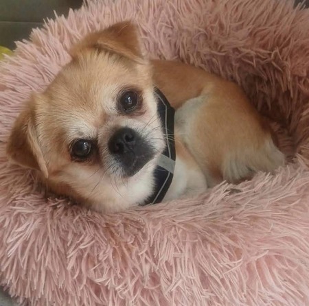 Adopter Roby