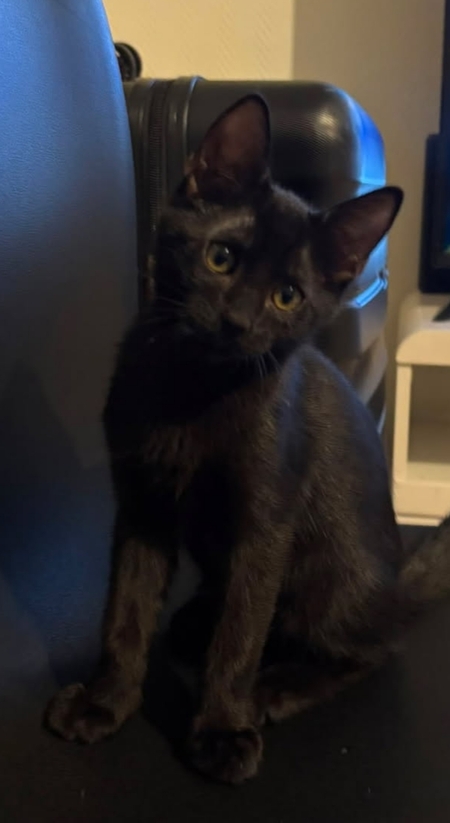 Adopter Luther