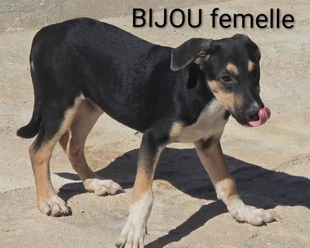 Adopter Bijou 