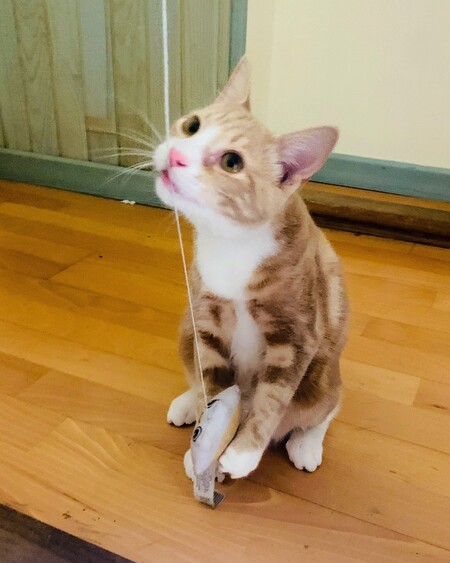 Adopter Caramel