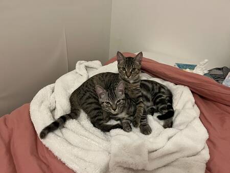 Adopter Celcius et Farenheit