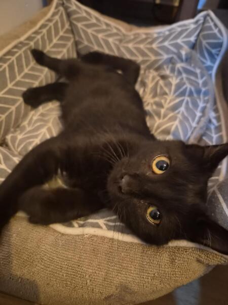 Adopter Boston