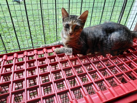 Adopter Pia