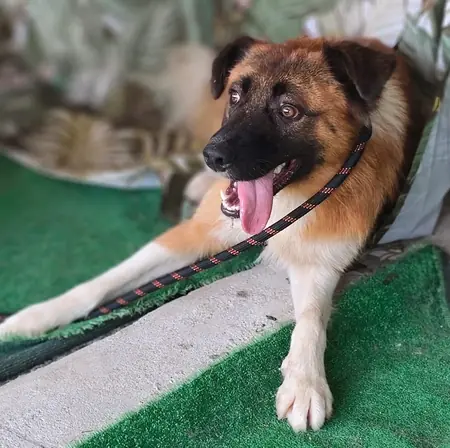 Adopter Benny