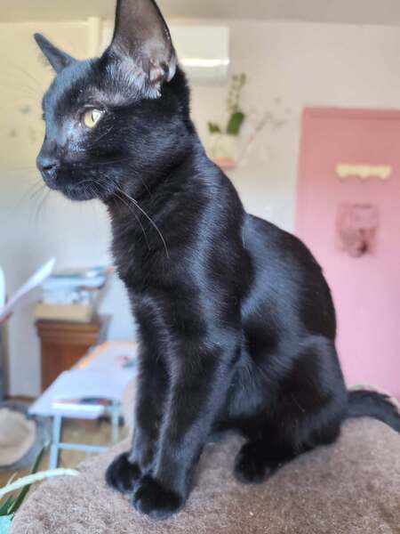 Adopter Buternut 