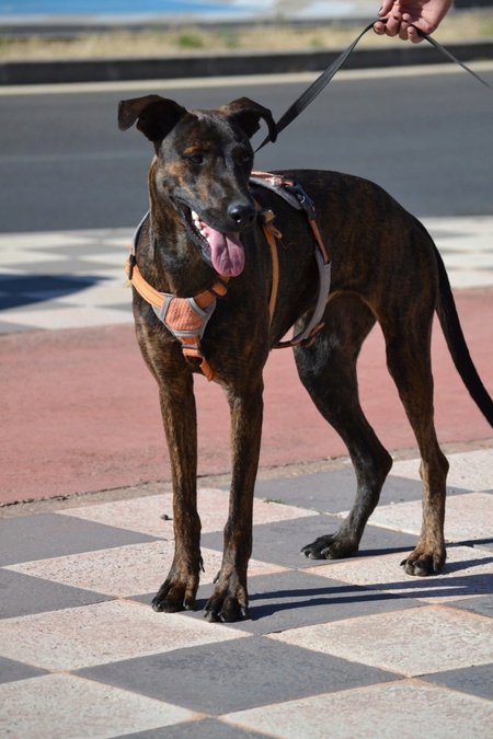 Adopter Sardina