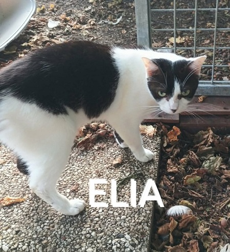 Adopter Elia
