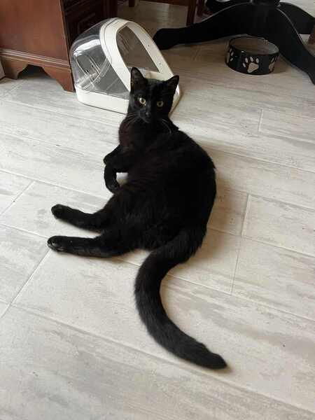Adopter Vador