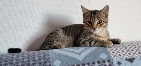 Adopter Brise