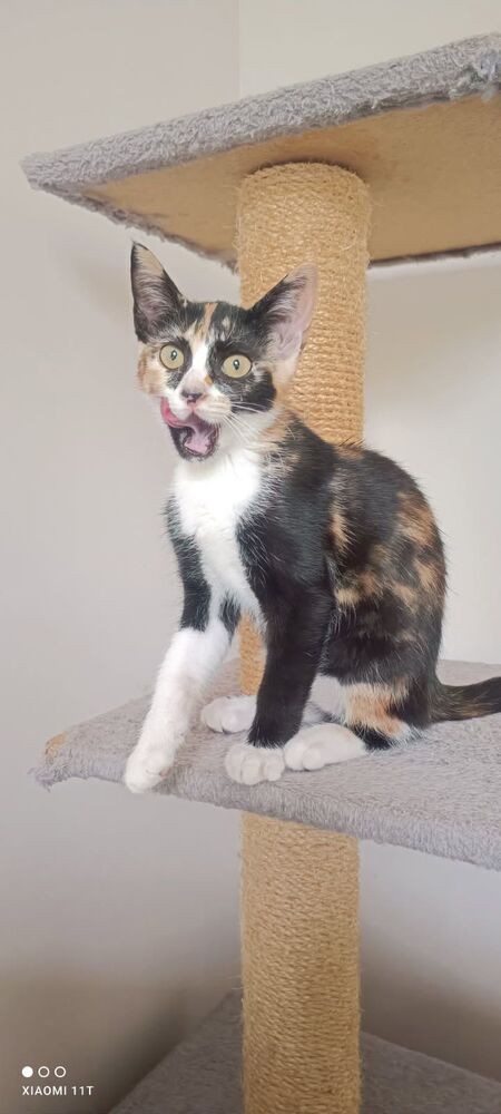 Adopter Bulle