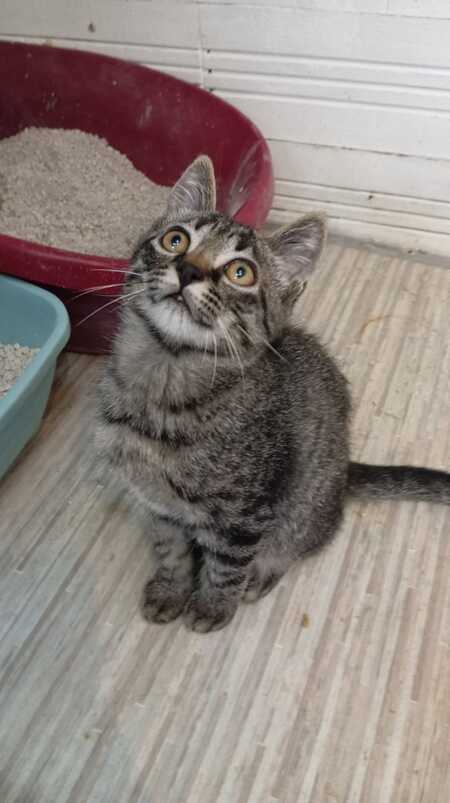 Adopter Malo