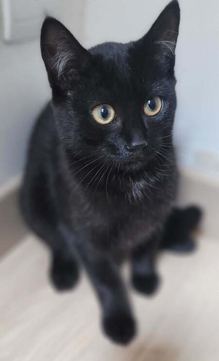 Adopter Bonnie