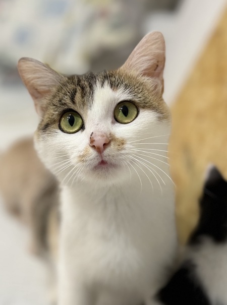 Adopter Duo Vega Hazz