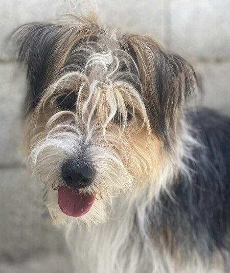 Adopter Mocho 