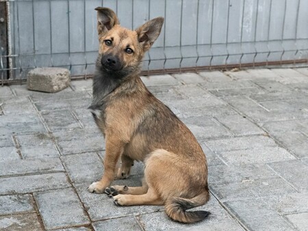 Adopter Bonnie